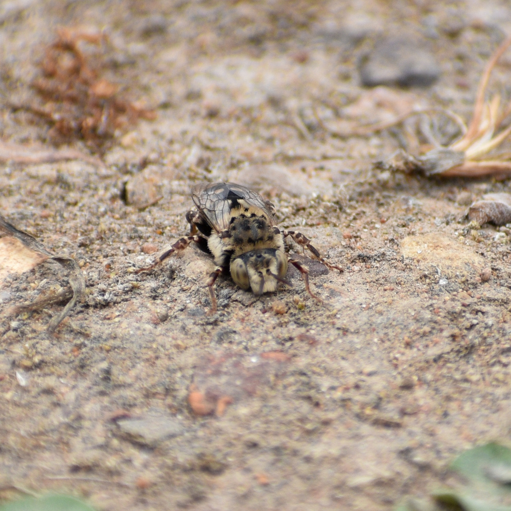 Melectoides triseriatus