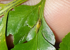 Psocetae