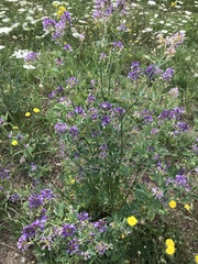 Medicago sativa