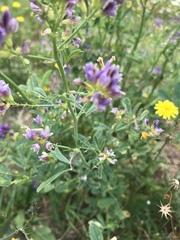 Medicago sativa