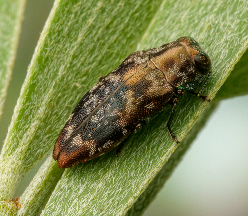 Diphucrania scabrosula