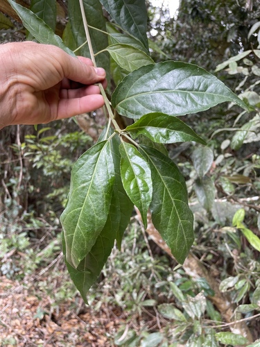 Claoxylon tenerifolium observed 2024-11-29