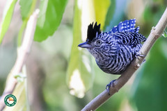 Thamnophilus doliatus