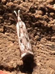 Microcrambus kimballi