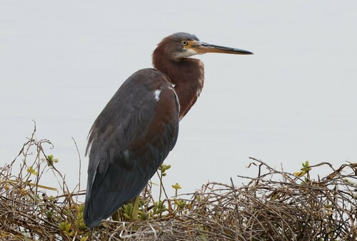 Garceta tricolor (Egretta tricolor)