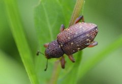 Hylobius transversovittatus