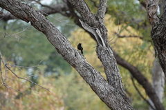 Myrmecocichla arnotti