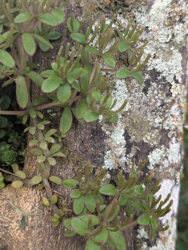 Peperomia inaequalifolia, photograph 2