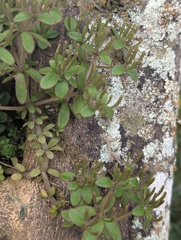 Peperomia inaequalifolia, photograph Zoltán Stekkelpak, CC0, iNaturalist via GBIF