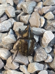 Dynastes tityus