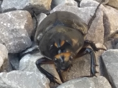 Dynastes tityus