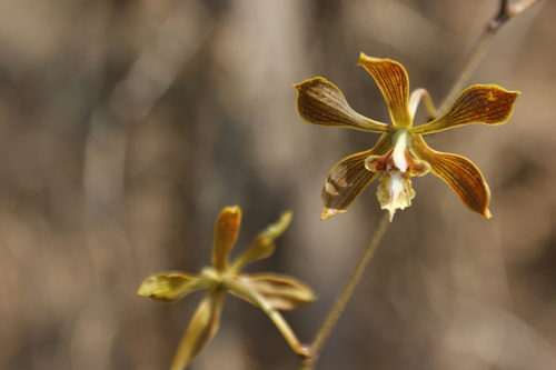 Encyclia meliosma