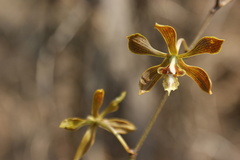 Encyclia meliosma