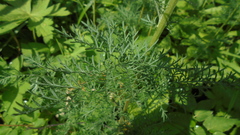 Artemisia macrantha