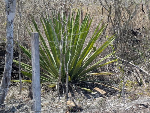 Furcraea hexapetala
