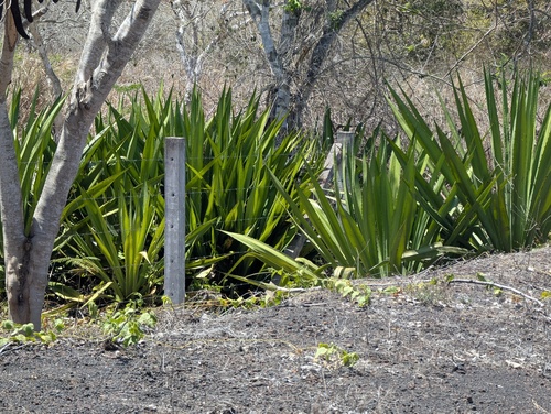 Furcraea hexapetala