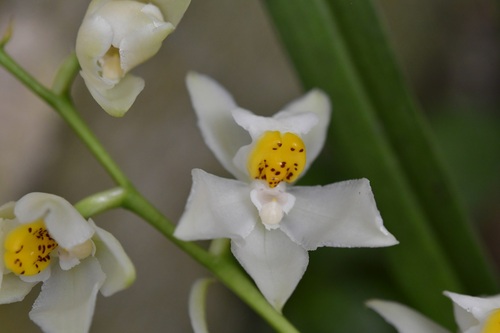 Cuitlauzina pulchella, photograph 6