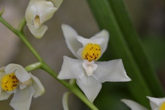 Cuitlauzina pulchella, photograph (c) Neptalí Ramírez Marcial, some rights reserved (CC BY)