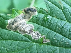 Agromyza pseudoreptans