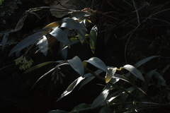Epidendrum chlorops