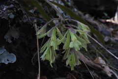 Epidendrum chlorops