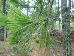 Pinus herrerae