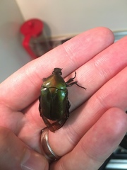 Pseudotorynorrhina japonica