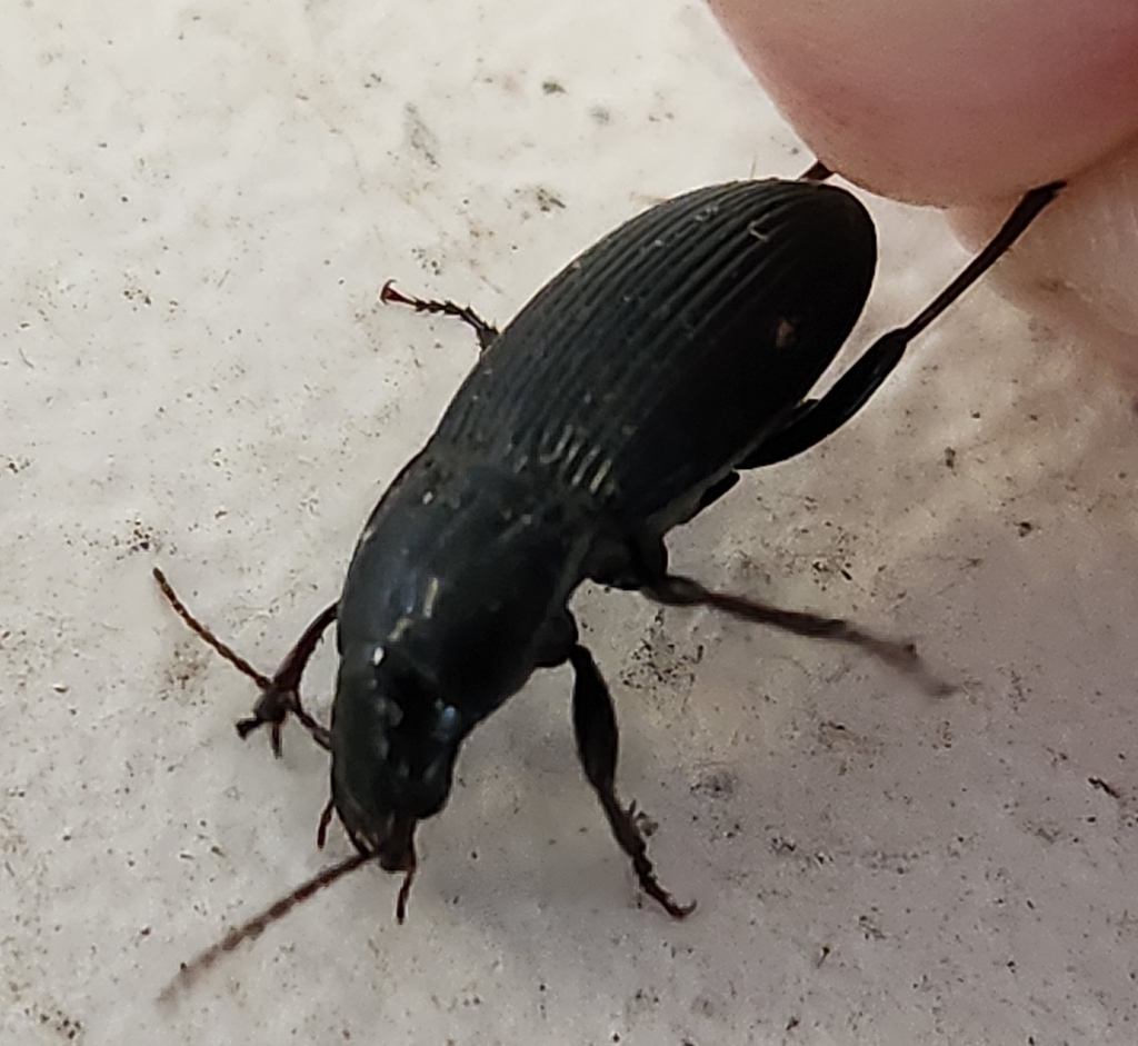 Pterostichus atratus