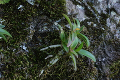 Epidendrum matudae