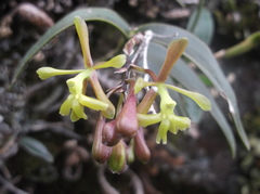 Epidendrum matudae