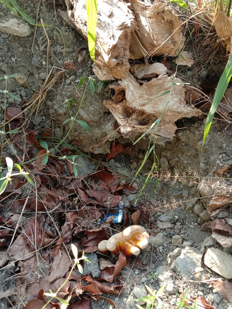 Ganoderma lucidum · November 2024 · photo: © naturalist97663 (iNaturalist, cc0)