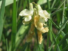 Lathyrus pannonicus