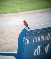 Pyrocephalus rubinus