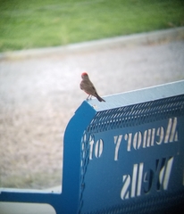 Pyrocephalus rubinus