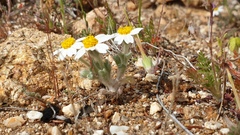 Eriophyllum wallacei rubellum