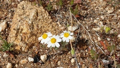 Eriophyllum wallacei rubellum