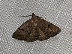 Zanclognatha dentata