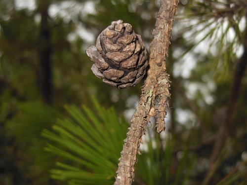 Herrera's pine