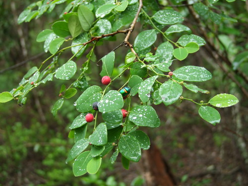 Breynia oblongifolia observed 2013-03-27