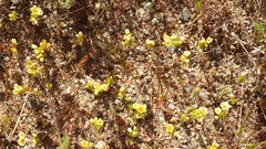 Leptosiphon lemmonii