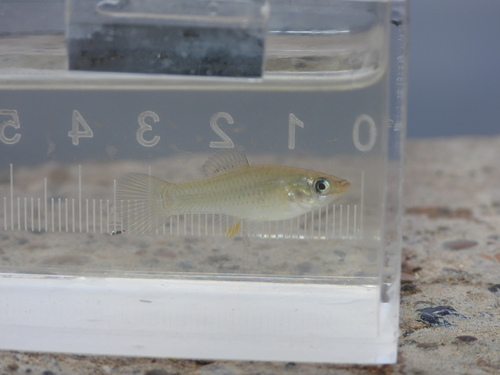 Amazon molly (Poecilia formosa) — Poeciliidae — 3