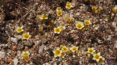 Leptosiphon lemmonii