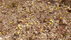 Leptosiphon lemmonii