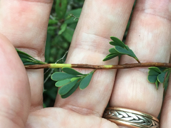 Polygonella polygama