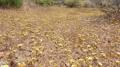 Leptosiphon lemmonii