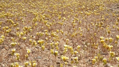 Leptosiphon lemmonii