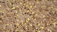 Leptosiphon lemmonii