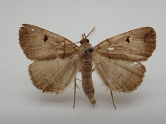 Zanclognatha laevigata