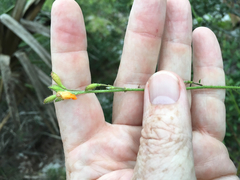 Chapmannia floridana