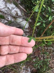 Chapmannia floridana